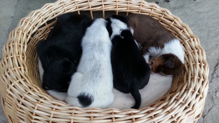 Изхвърлиха новородени кученца в контейнер за смет