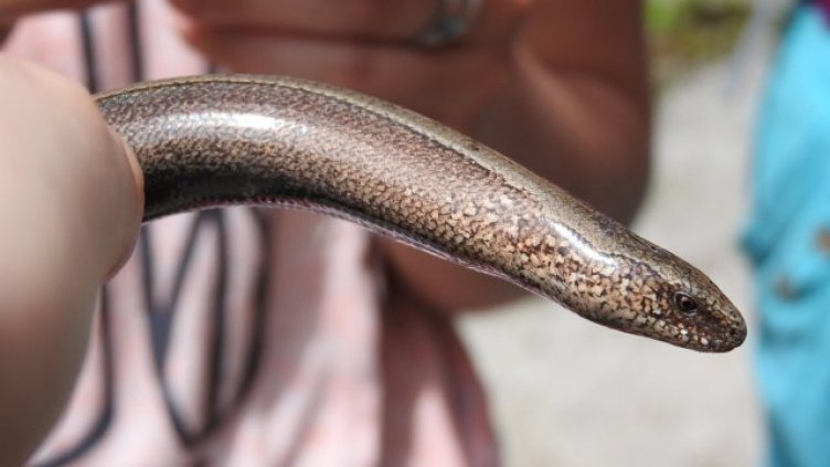 Ужас: Заловиха змия в детска градина