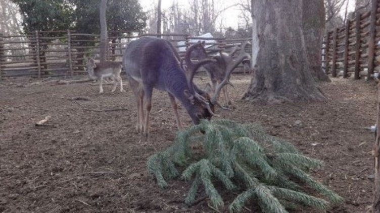 Зоопаркът във Варна напомня: Не изхвърляйте коледните елхички