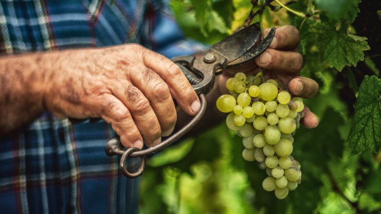 Разбиха група, вкарвала български гроздоберачи във Франция