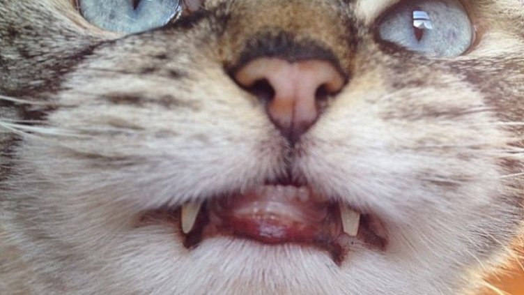 Котка-вампир стана хит в Instagram