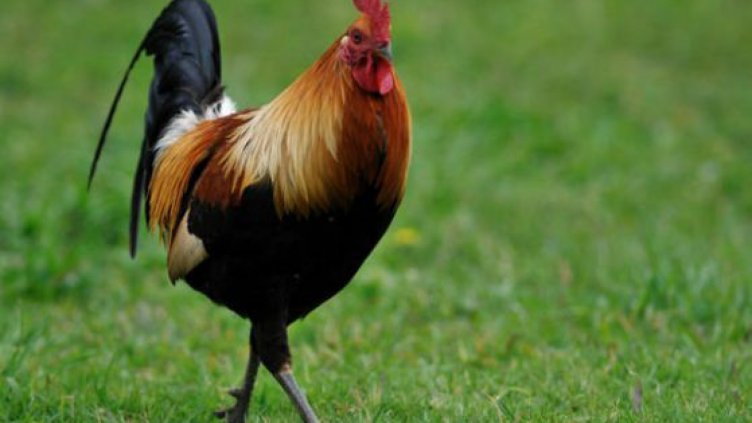 5 пъти повече птици за половин век