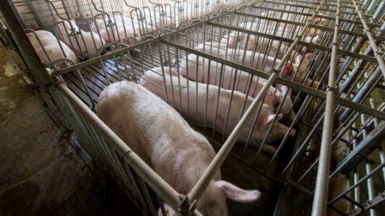 Загубите от африканската чума: Над 1 млрд. лева!