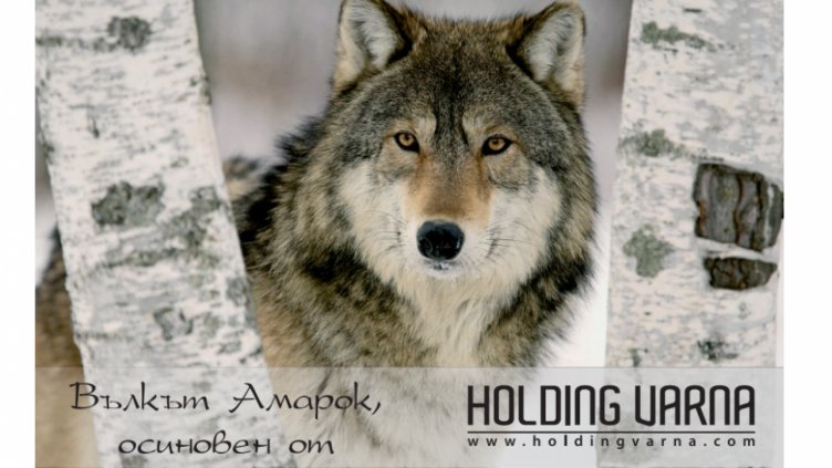 Вълчето Амарок стана на 2 години