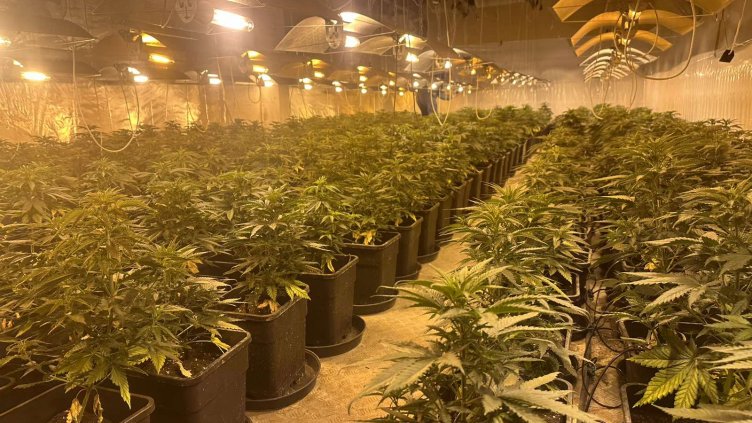 Две наркооранжерии са разкрити при спецоперация на варненски криминалисти