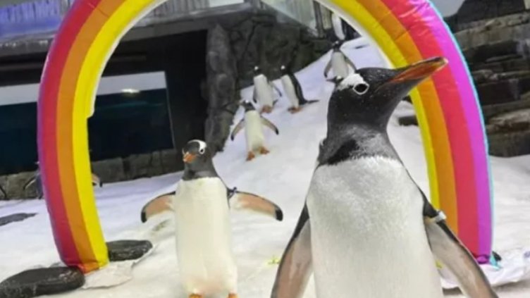 Почина гей пингвинът Свен