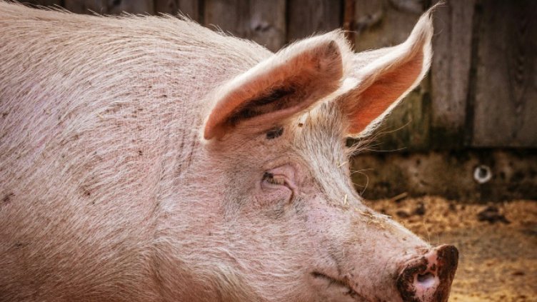 Лекари от БАБХ ще следят индивидуално за биосигурността във всяка свинеферма