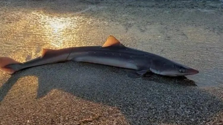 Акула изплува на плажа в Бургас