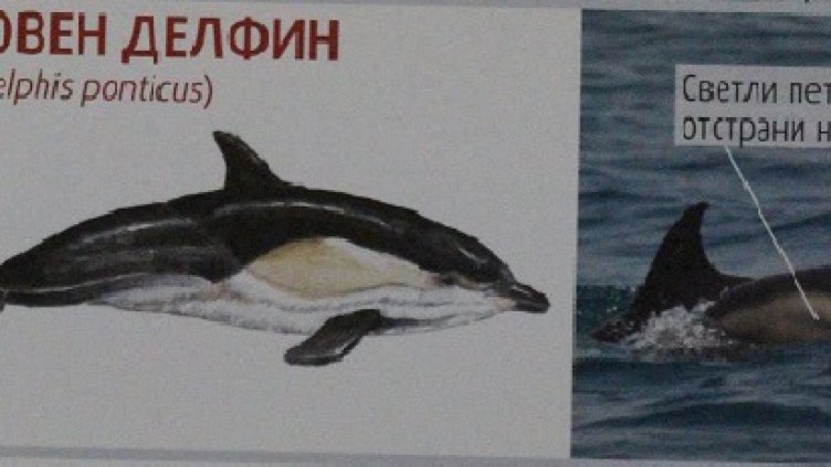 Организират ден на делфинитe