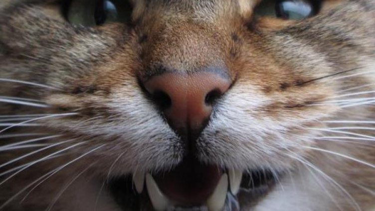 Котка избола презервативите на семейство