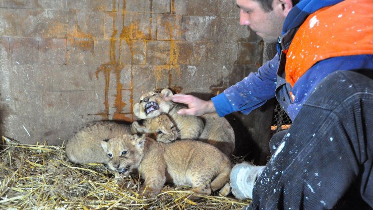 60 бебета в зоопарка чакат осиновители