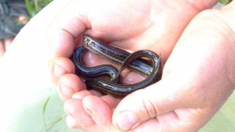 Виюнът и белите чапли се завърнаха в Алдомировското блато