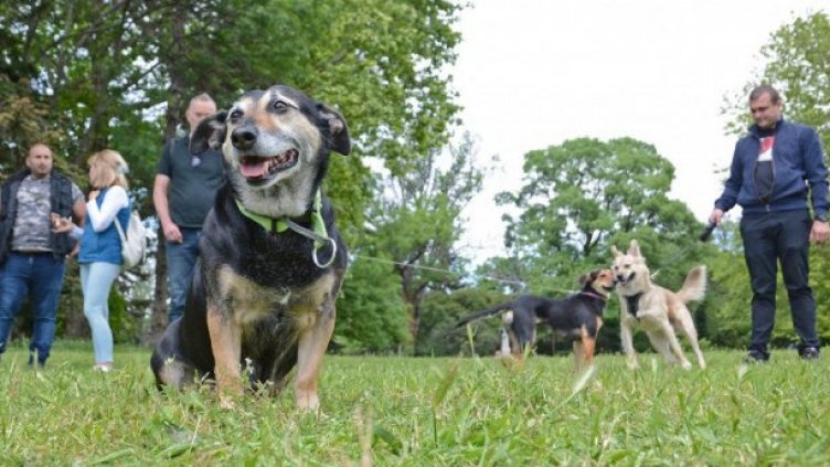 Днес отбелязваме световния ден на кучето