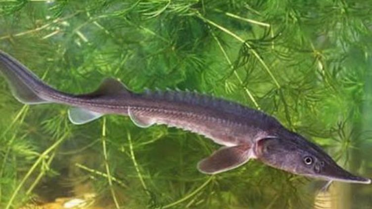 Мигриращите риби са силно застрашени