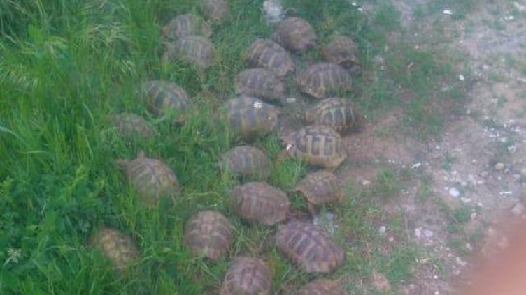 В Хасково пуснаха в естествена среда 38 сухоземни костенурки