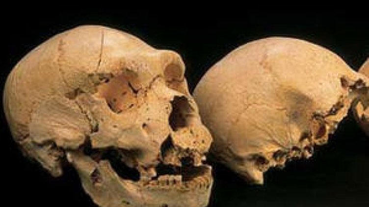 Откриха зъб на прачовек на 7 млн. години край Чирпан