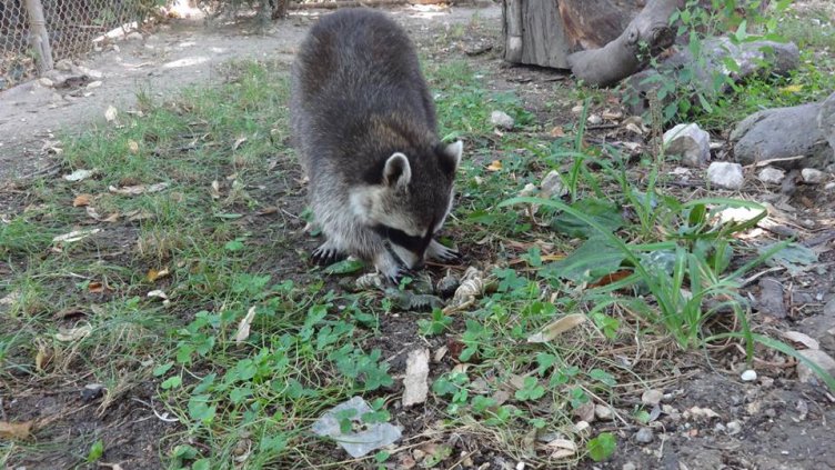 Снимка: Зоопарк-Варна