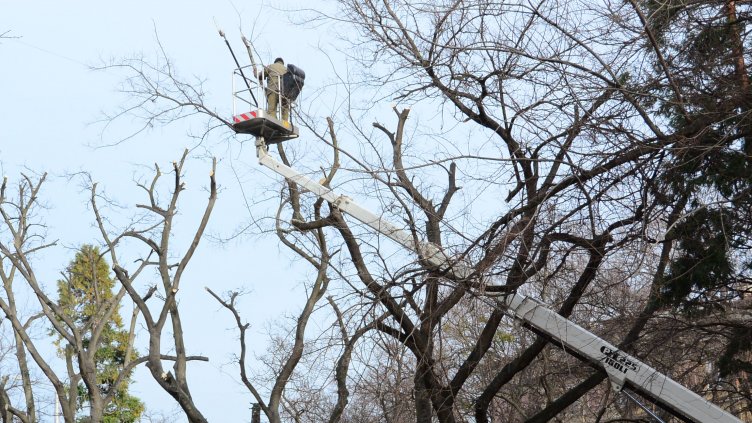 Махат 12 изсъхнали дървета по бул. "Приморски" във Варна