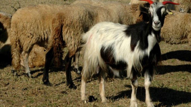 Бруцелозата в Рила се върна, 15 животни – болни