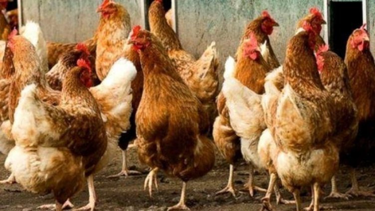 БАБХ откри инфлуенца по птиците в стопанство във Видинско