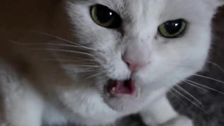 Котка побърка възрастно семейство