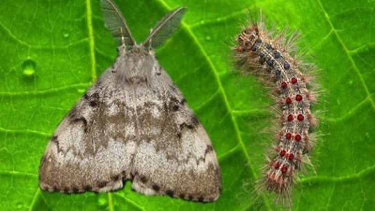 Освен вредното влияние върху горите гъботворката е и силен алерген, който може да доведе и до респираторни проблеми при хората