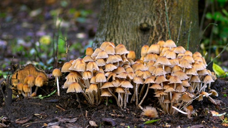 Отровни гъби вкараха двама в болница