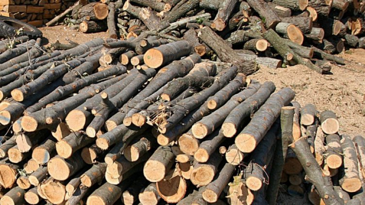 Автомобил с незаконно добита дървесина спипаха горските във Варненско