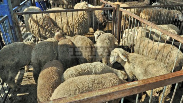 6 лв. за килограм живо тегло върви агнешкото в Благоевград