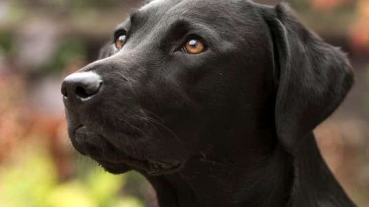 Първият лабрадор водач излезе в пенсия