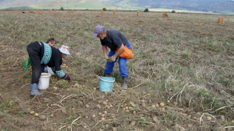 Полската работа спасява българската икономика по време на испанския грип