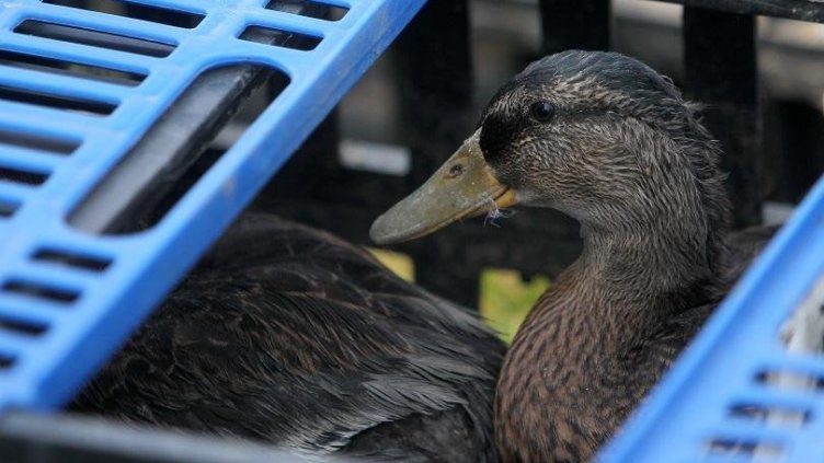 Избухна огнище на птичи грип в Старозагорско
