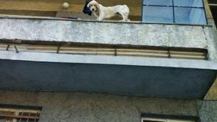 Спасиха бедстващи кучета, затворени на балкон