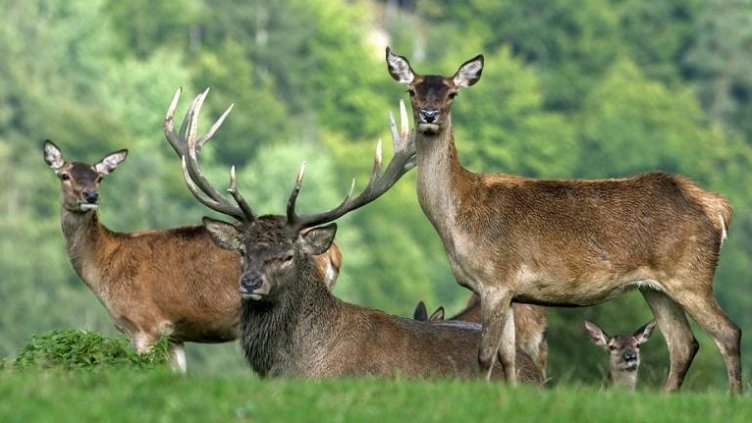 Разследват смъртта на благороден елен и две кошути в Шуменско