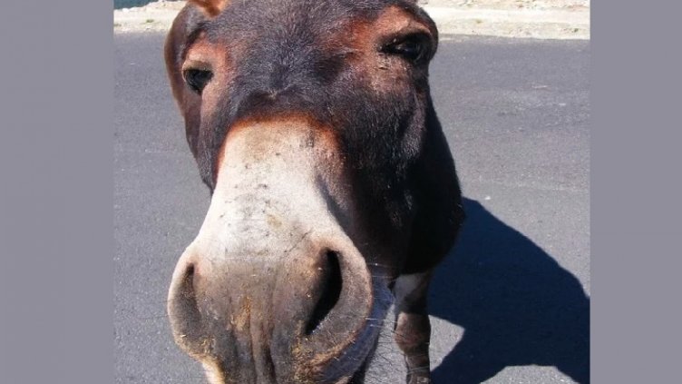 Магаре затруднява движението на АМ "Черно море"