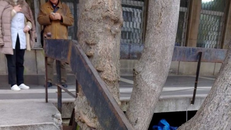 Дървета рушат варненска поликлиника (СНИМКИ)