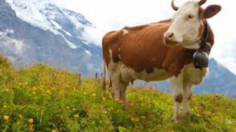 Телешко, отказано от Турция, пуснато на пазара в Хасковско