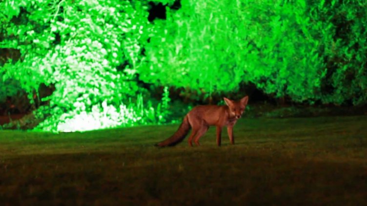 Лисици и чакали щъкат из Варна