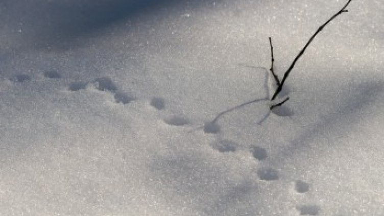 20 см сняг в Пазарджишко