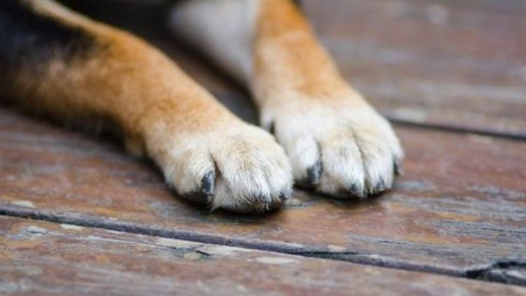 Мъжът, мъчил куче в Мъглиж, излиза на свобода срещу 250 лева