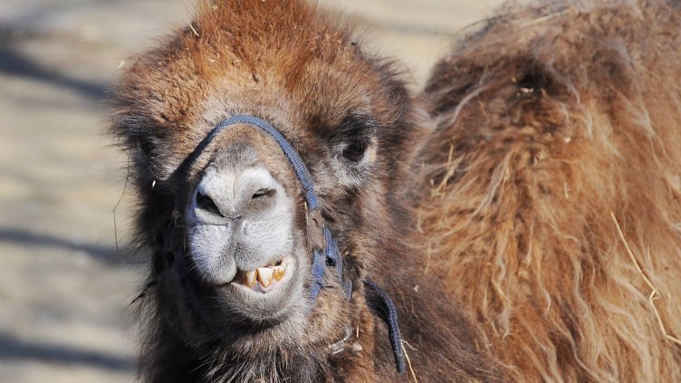 Малчугани ще хранят камилче в деня на земята