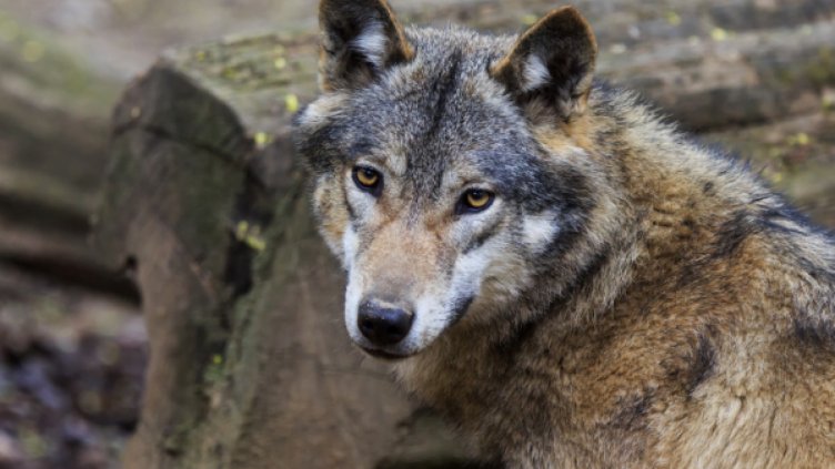 Вълци и чакали дебнат добитъка, налазиха селата