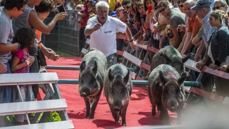 Бояджийски четки със свински косъм разбуниха Малайзия