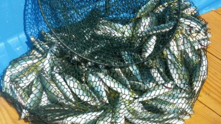 Изчезват ли калканът и сафридът в Черно море?