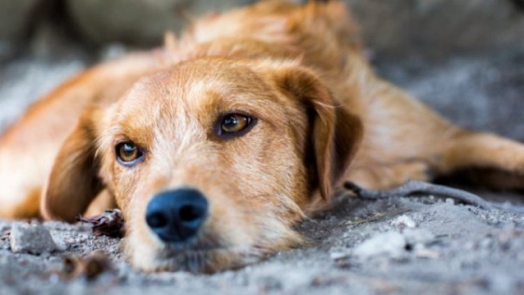 Добрич изнесе 300 бездомни кучета в Германия