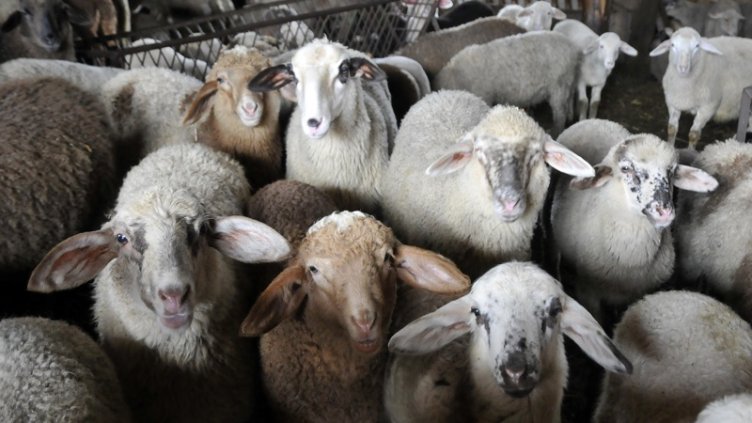 Между 25 лв. и 29 лв. за кг ще струва агнешкото месо за Великден