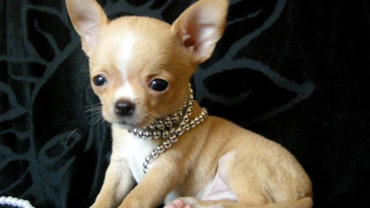 Кученце нападна моторист и предизвика катастрофа