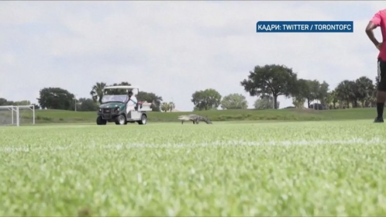 Алигатор прекъсна футболна тренировка