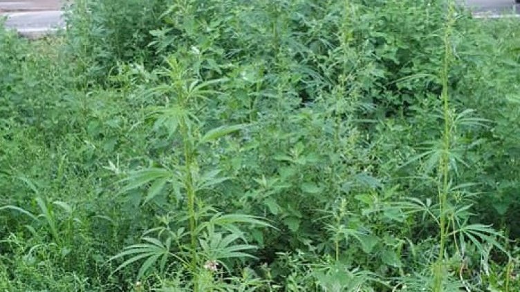 Нидерландец си засади марихуана край Варна