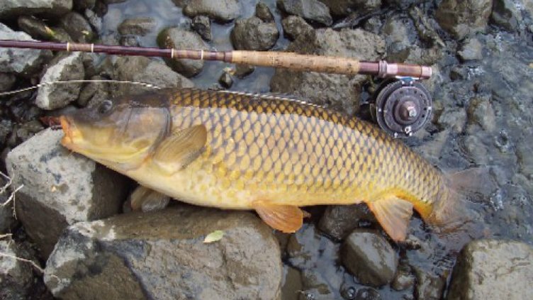 За празника ще има риба в изобилие, обещаха от бранша